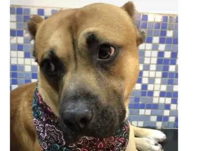 Cao Mix de Pit-Bull Medio 2-anos