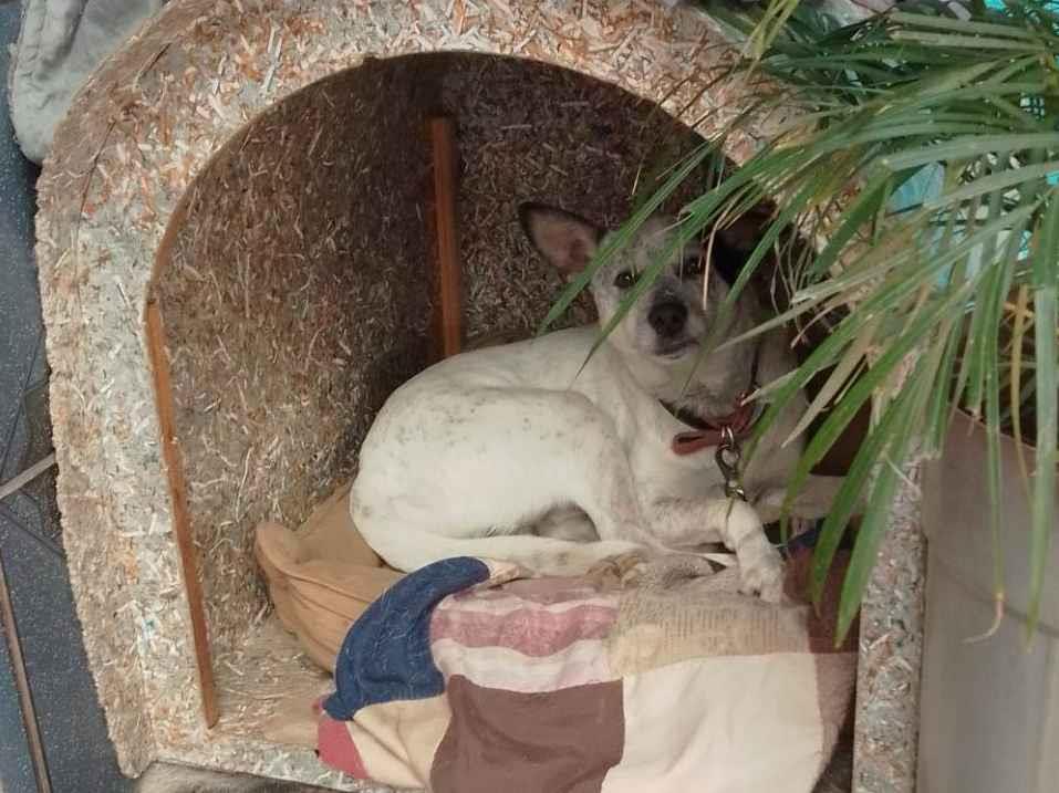 Branco   encontrado | foto 1