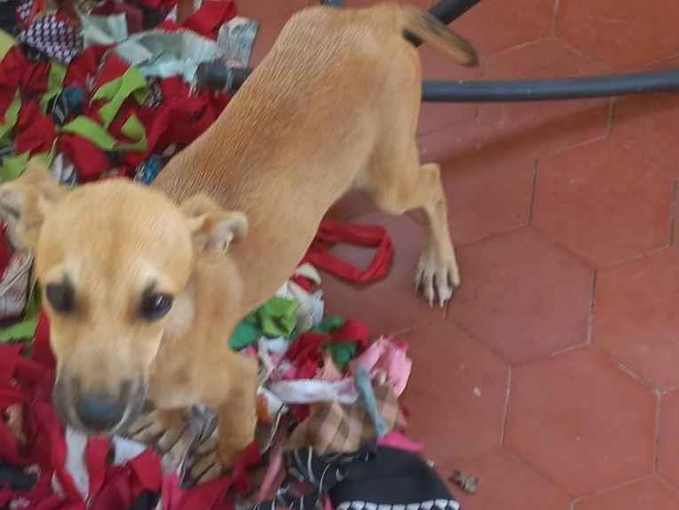 Adoção de Cachorro Nova Iguaçu/RJ | Xana | 2 a 6 meses | Raça Vira latas | tamanho Pequeno
