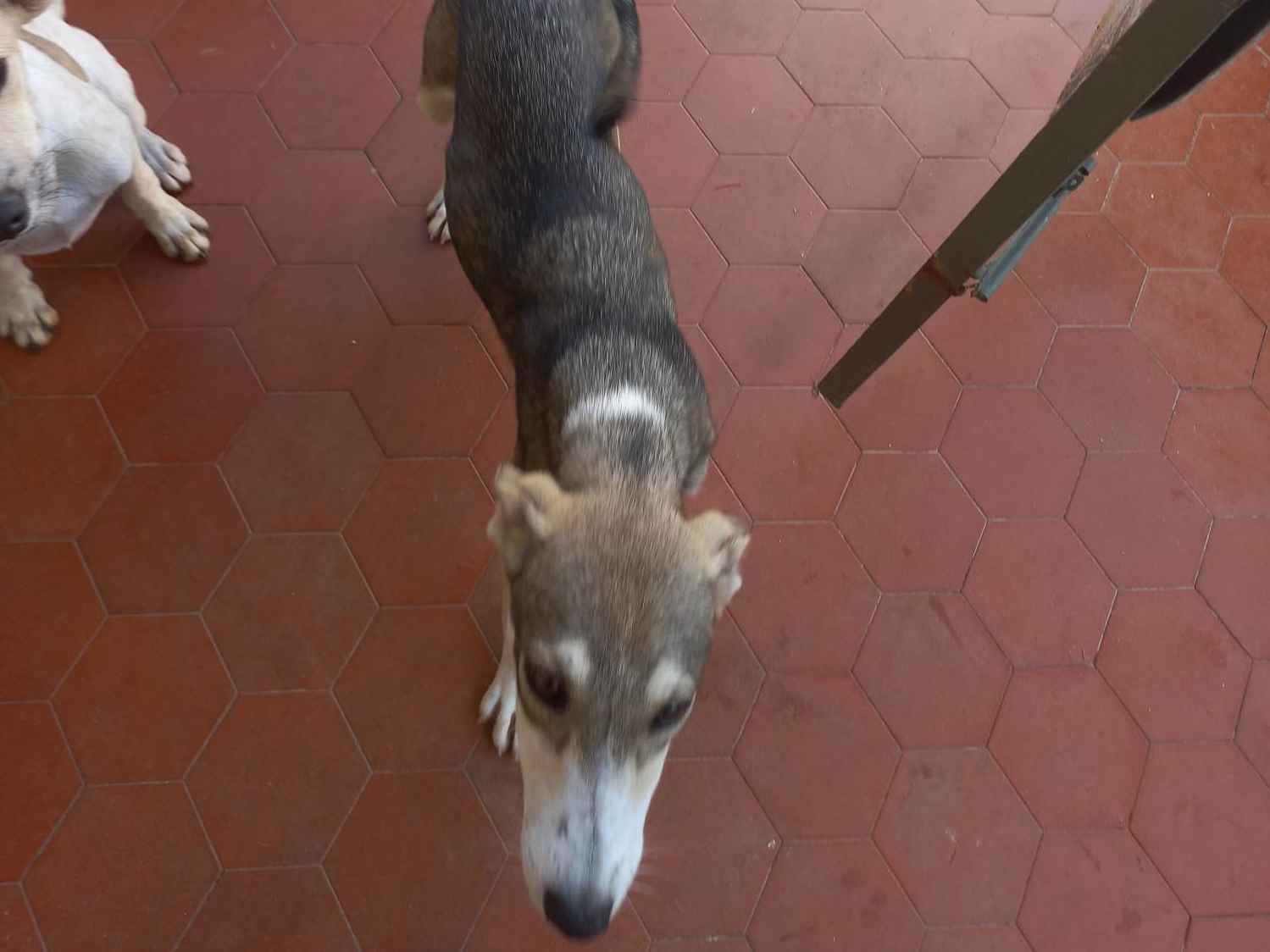 Adoção de Cachorro Nova Iguaçu/RJ | Duke | 2 a 6 meses | Raça Vira latas | tamanho Pequeno