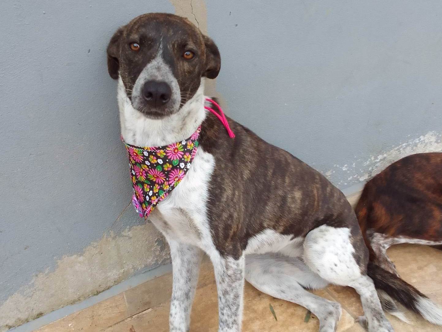Cachorro Encontrado São José dos Campos/SP | Maya | 7 a 11 meses | Raça Vira-lata | tamanho Médio