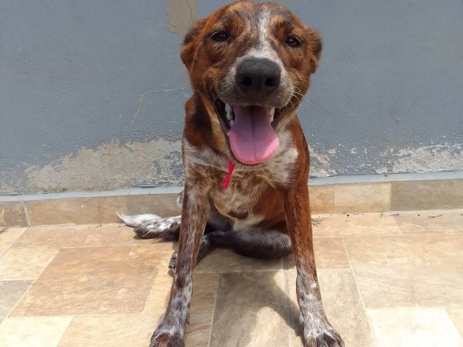 Cachorro Encontrado São José dos Campos/SP | Maya | 7 a 11 meses | Raça Vira-lata | tamanho Médio | foto 1