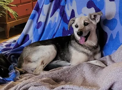 Cao SRD-ViraLata Medio 6-anos-Acima