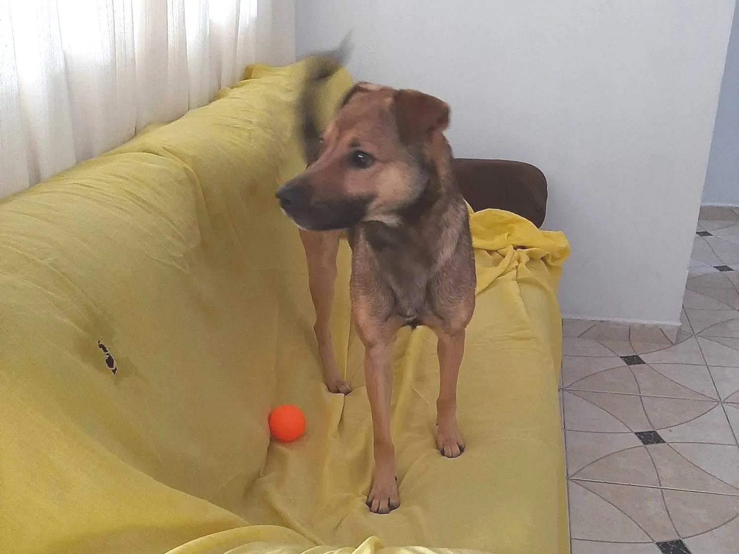 Adoção de Cachorro Sorocaba/SP | Kiko | 1 ano | Raça SRD-ViraLata | tamanho Médio | foto 3