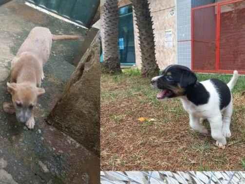 Adoção de Cachorro Vespasiano/MG | 2 cachorrinhas para doação urgentemente  | 2 a 6 meses | Raça Vira lata | tamanho Médio