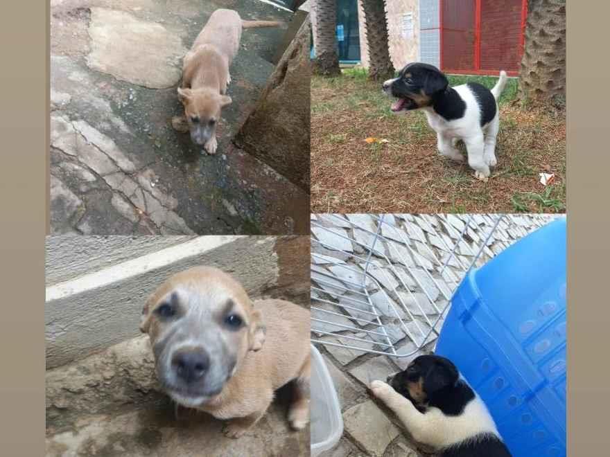 Adoção de Cachorro Vespasiano/MG | 4 filhotes para doação  | Filhote | Raça Vira lata | tamanho Médio