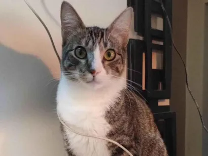 Gato Não tem Medio 1-ano