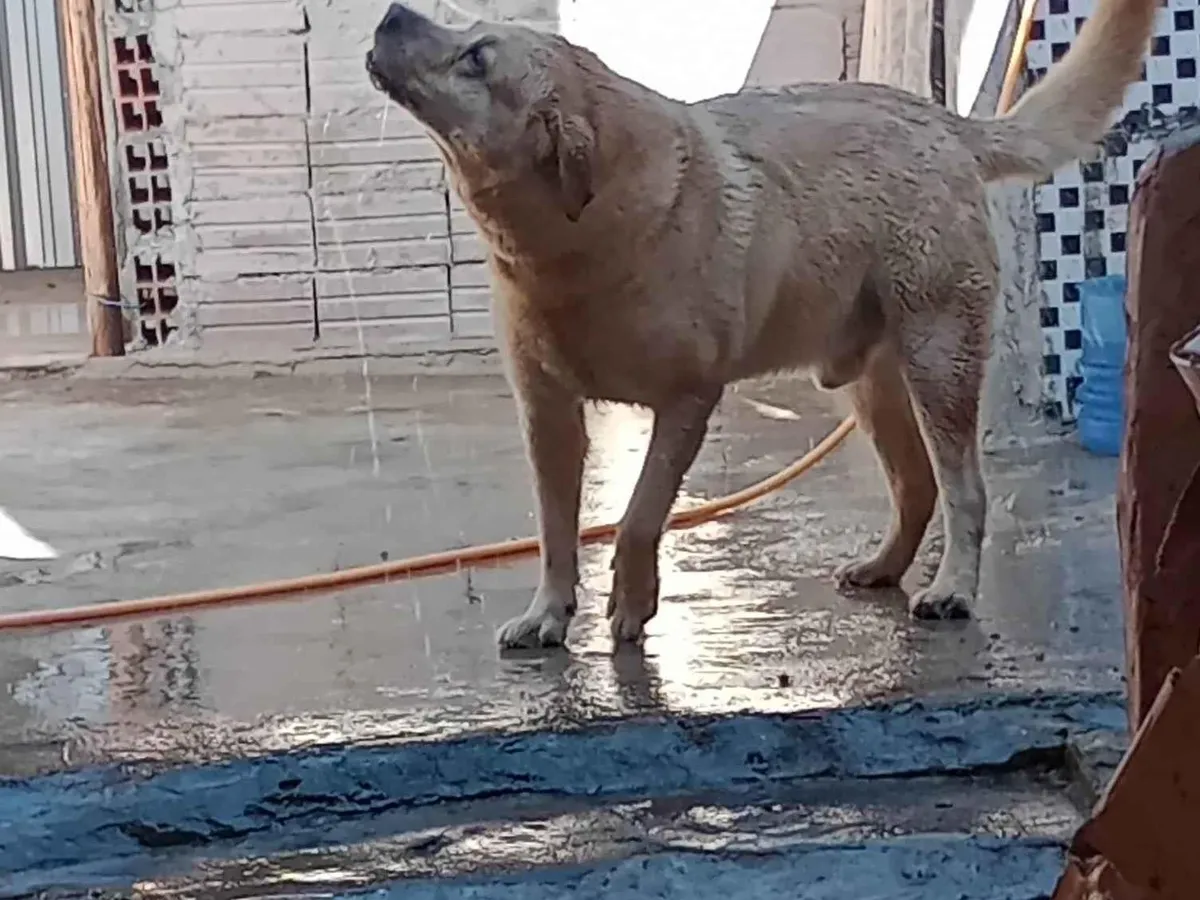 Adoção de Cachorro Mairiporã/SP | Marley | 6 anos Acima | Raça Labrador | tamanho Grande | foto 1