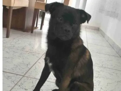 Cao Não sei Pequeno 1-ano