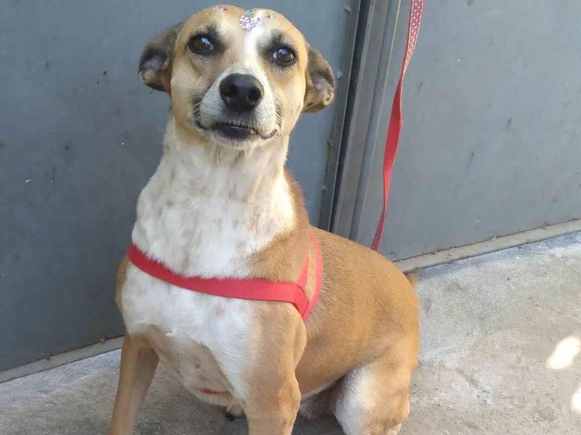 Adoção de Cachorro São Paulo/SP | Rapadura | 2 anos | Raça RND | tamanho Pequeno