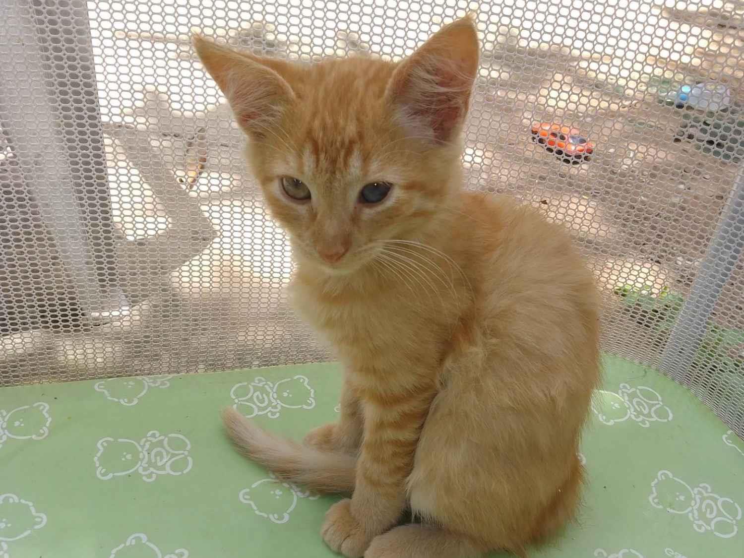 Bernardo E Gato Joaquim 🤵🐱 