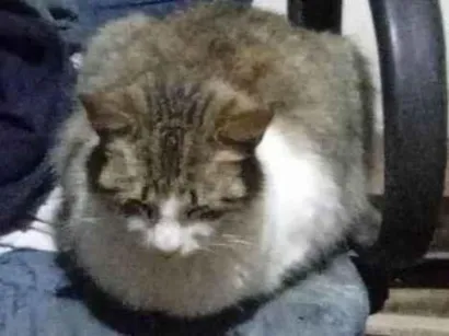 Gato Viralata Pequeno 3-anos