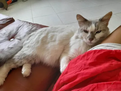 Gato  Medio 6-anos-Acima