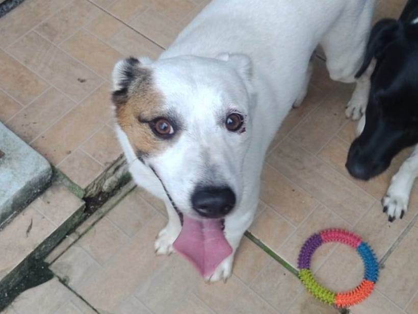 Banzé  encontrado | foto 1
