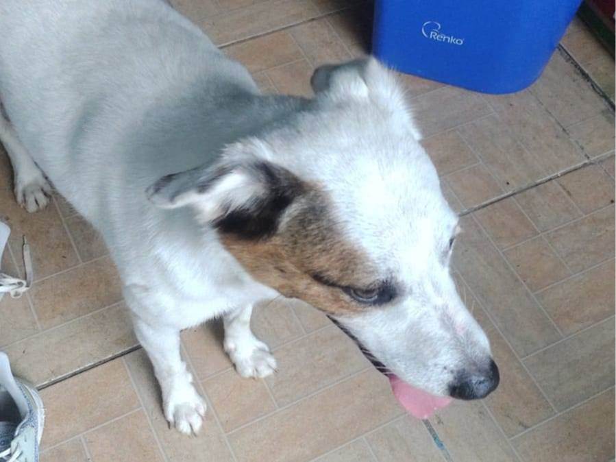 Banzé  encontrado | foto 2