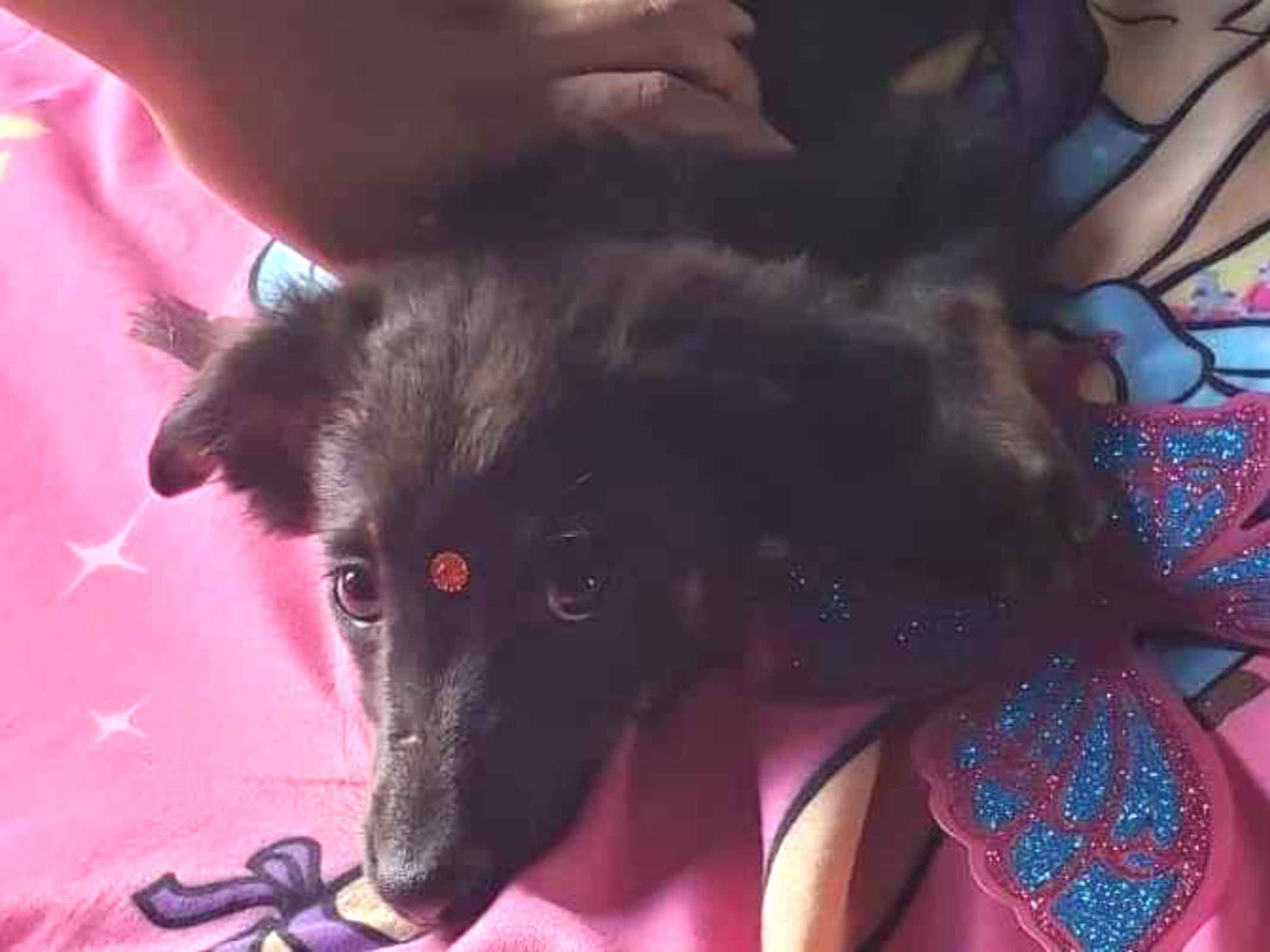 Adoção de Cachorro Rio de Janeiro/RJ | Joe | 2 anos | Raça Labrador (misturado) | tamanho Médio