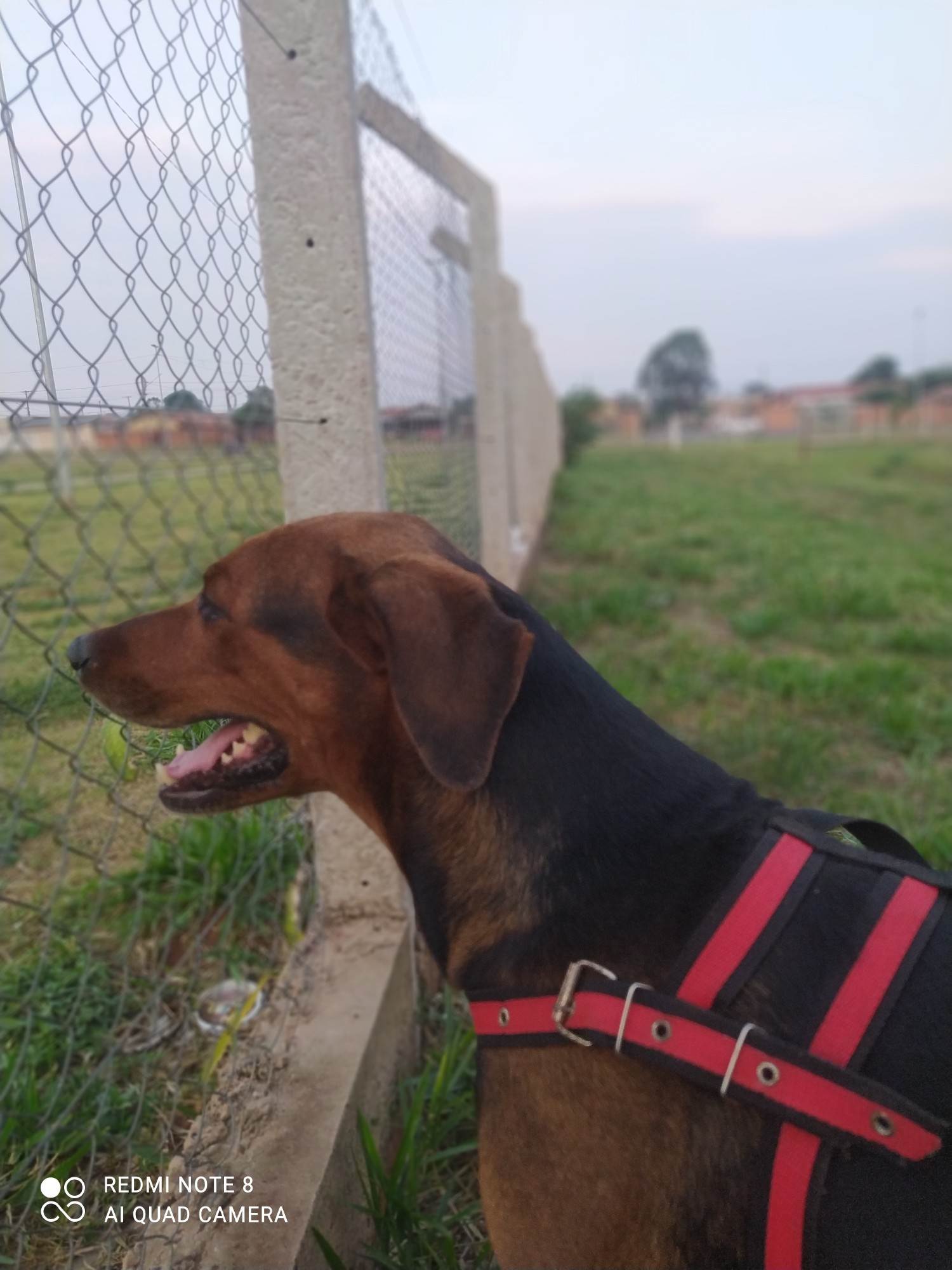 Adoção de Cachorro Campo Grande/MS | Petúnia  | 4 anos | Raça  | tamanho Grande | foto 2