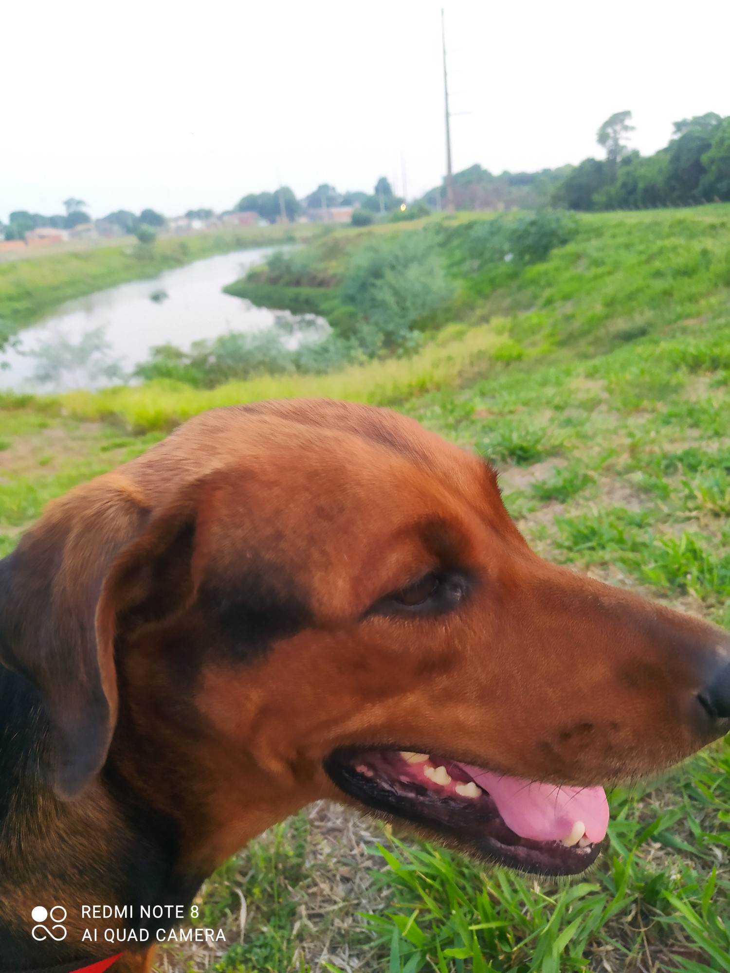 Adoção de Cachorro Campo Grande/MS | Petúnia  | 4 anos | Raça  | tamanho Grande | foto 3