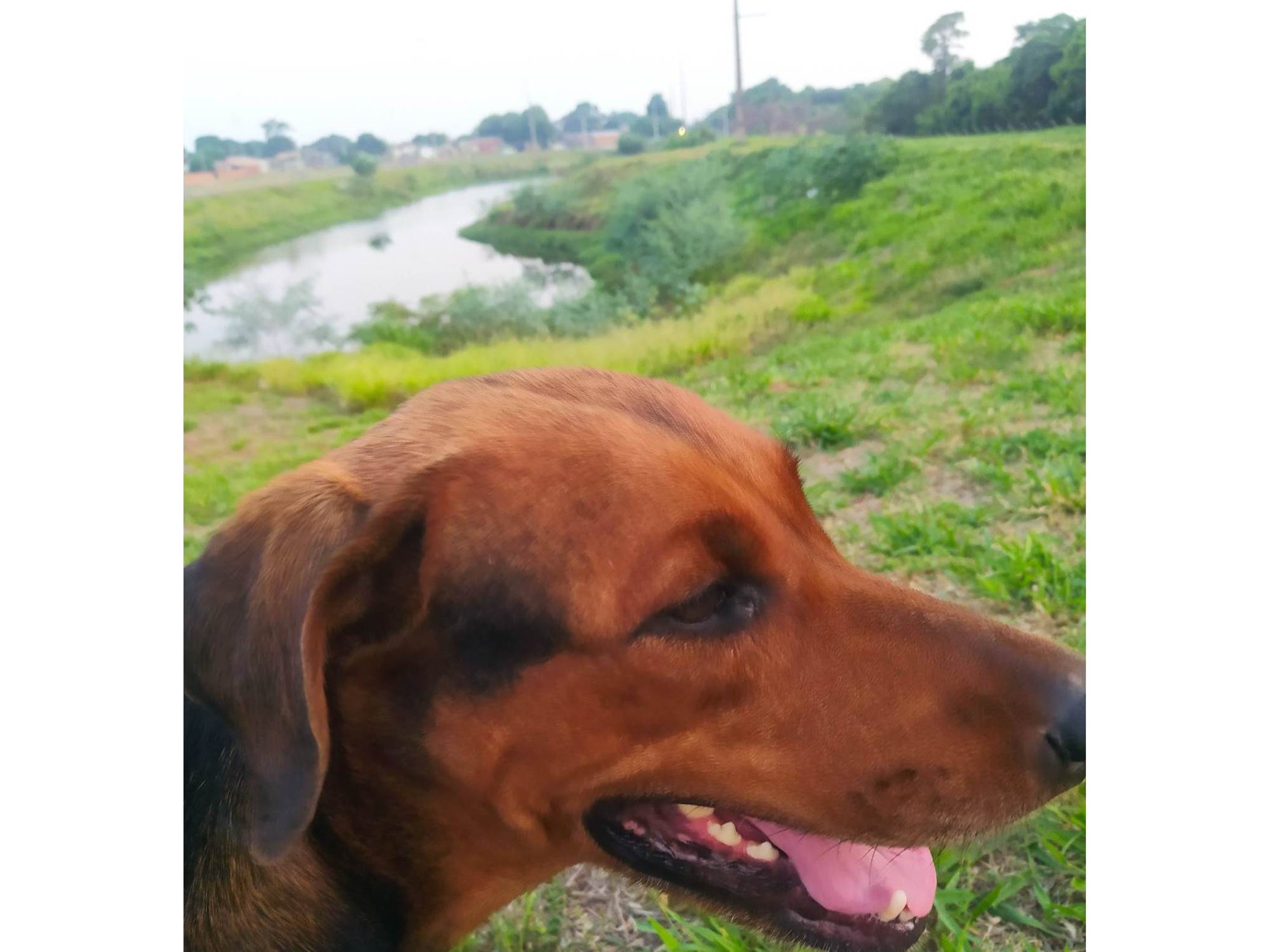 Adoção de Cachorro Campo Grande/MS | Petúnia  | 4 anos | Raça  | tamanho Grande | foto 6