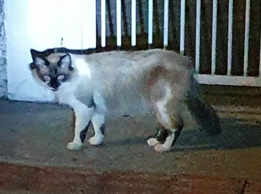 Adoção de Gato Campo Grande/MS | Sem nome | 1 ano | Raça SRD | tamanho Médio | foto 2