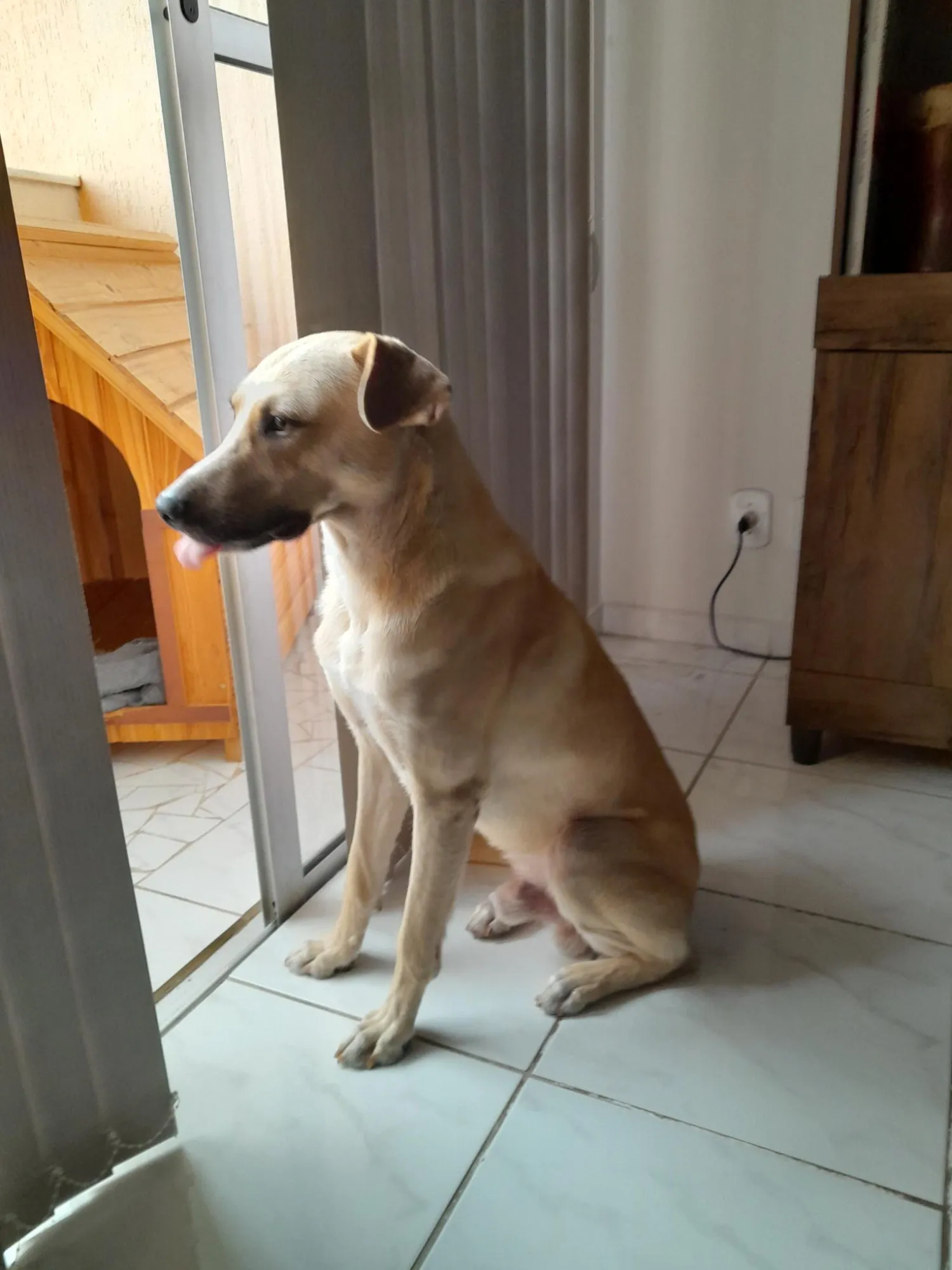 Adoção de Cachorro Taubaté/SP | Brutus | 2 anos | Raça SRD-ViraLata | tamanho Grande | foto 3