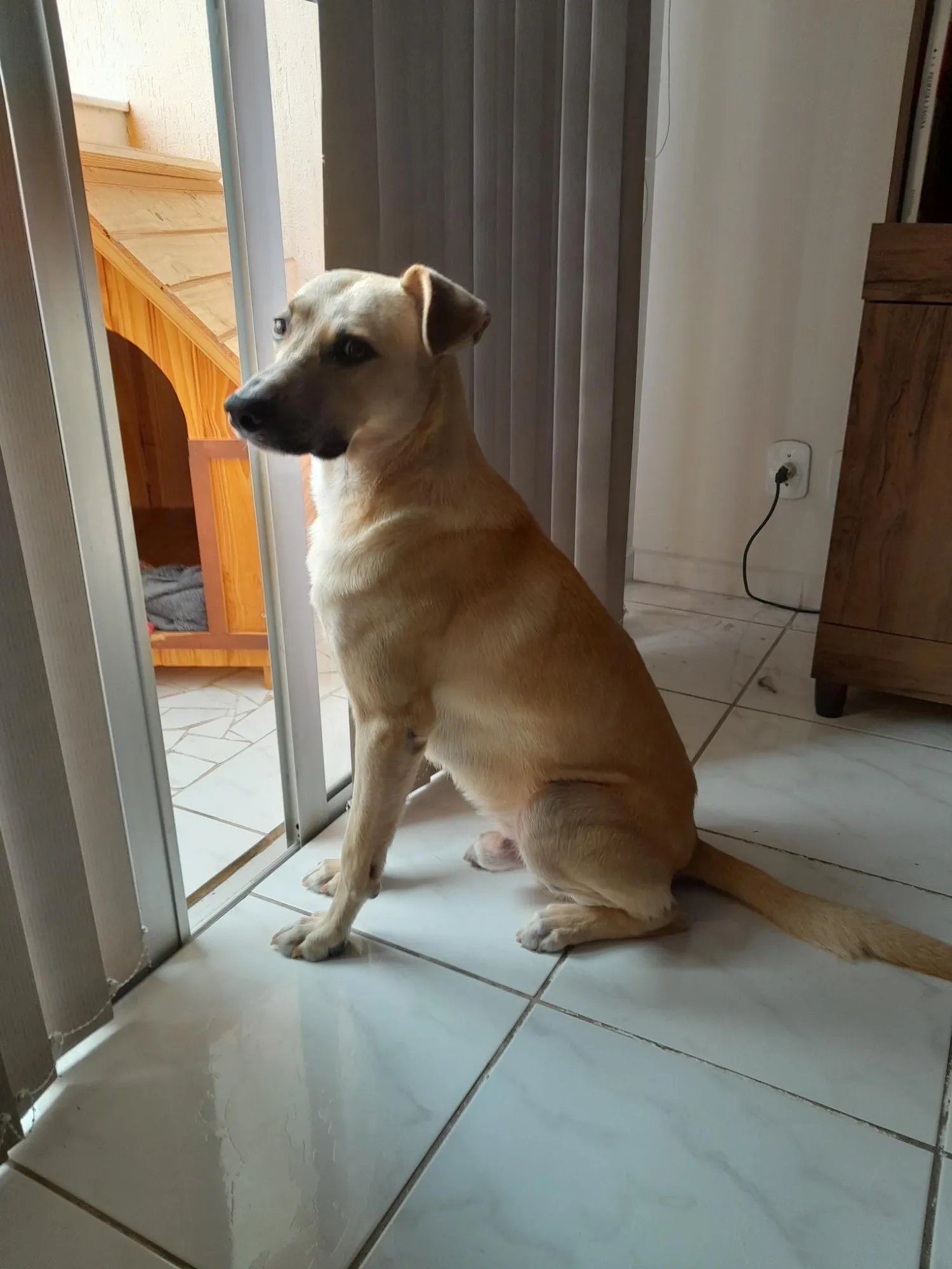 Adoção de Cachorro Taubaté/SP | Brutus | 2 anos | Raça SRD-ViraLata | tamanho Grande | foto 4