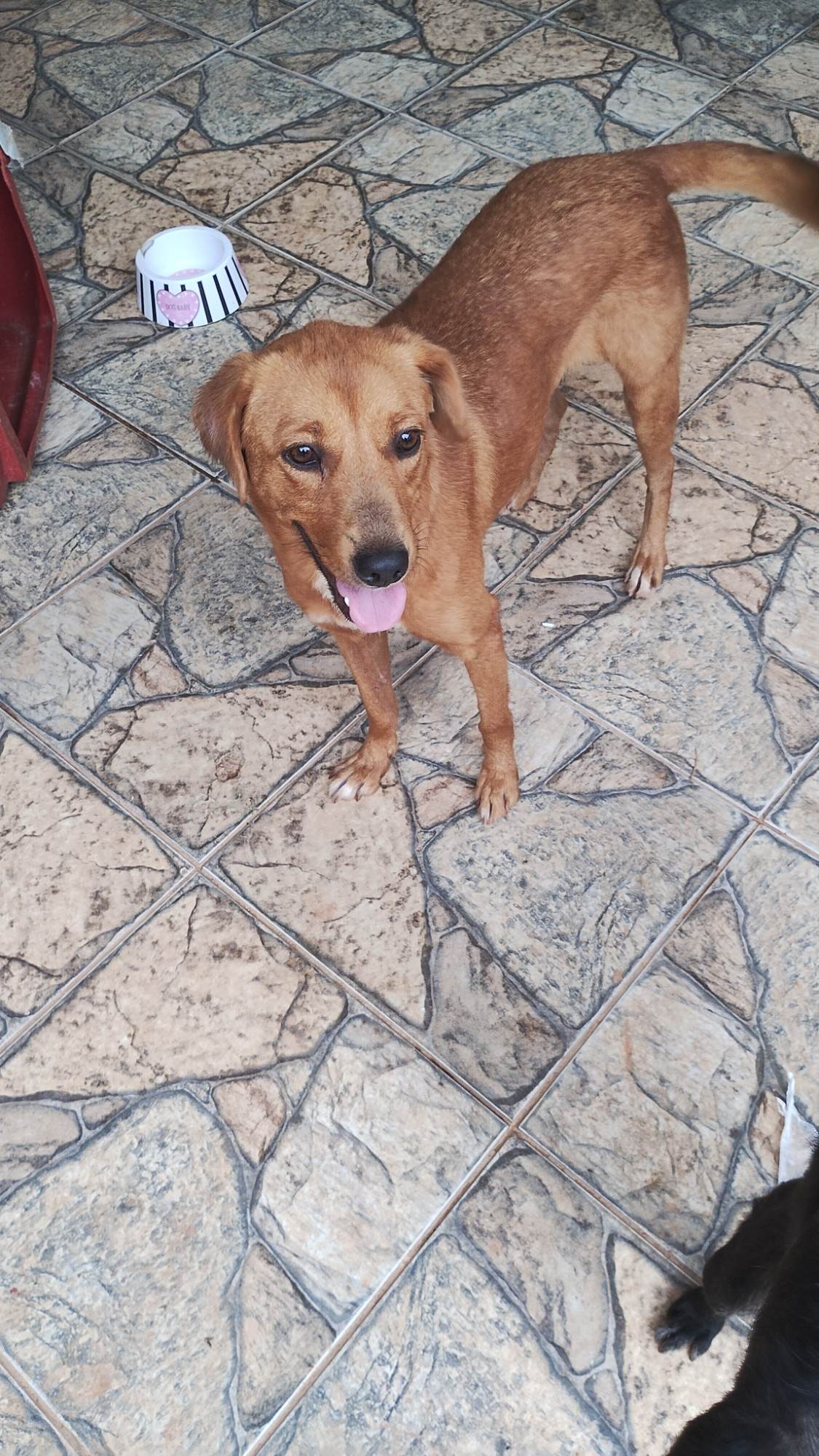 Princesa   para adoção | foto 2
