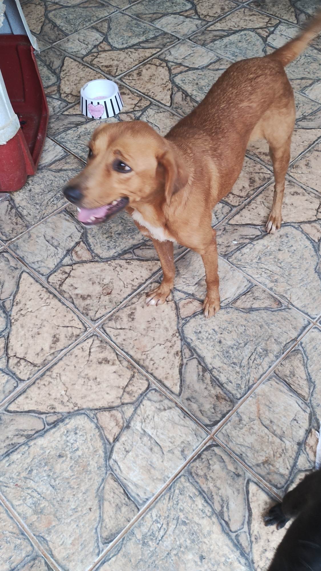 Princesa   para adoção | foto 3