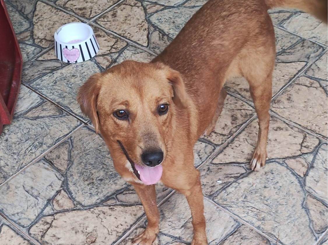 Princesa   para adoção | foto 1