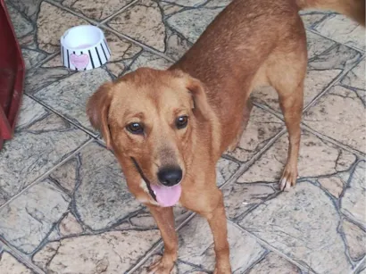 Cao SRD  Medio 2-anos