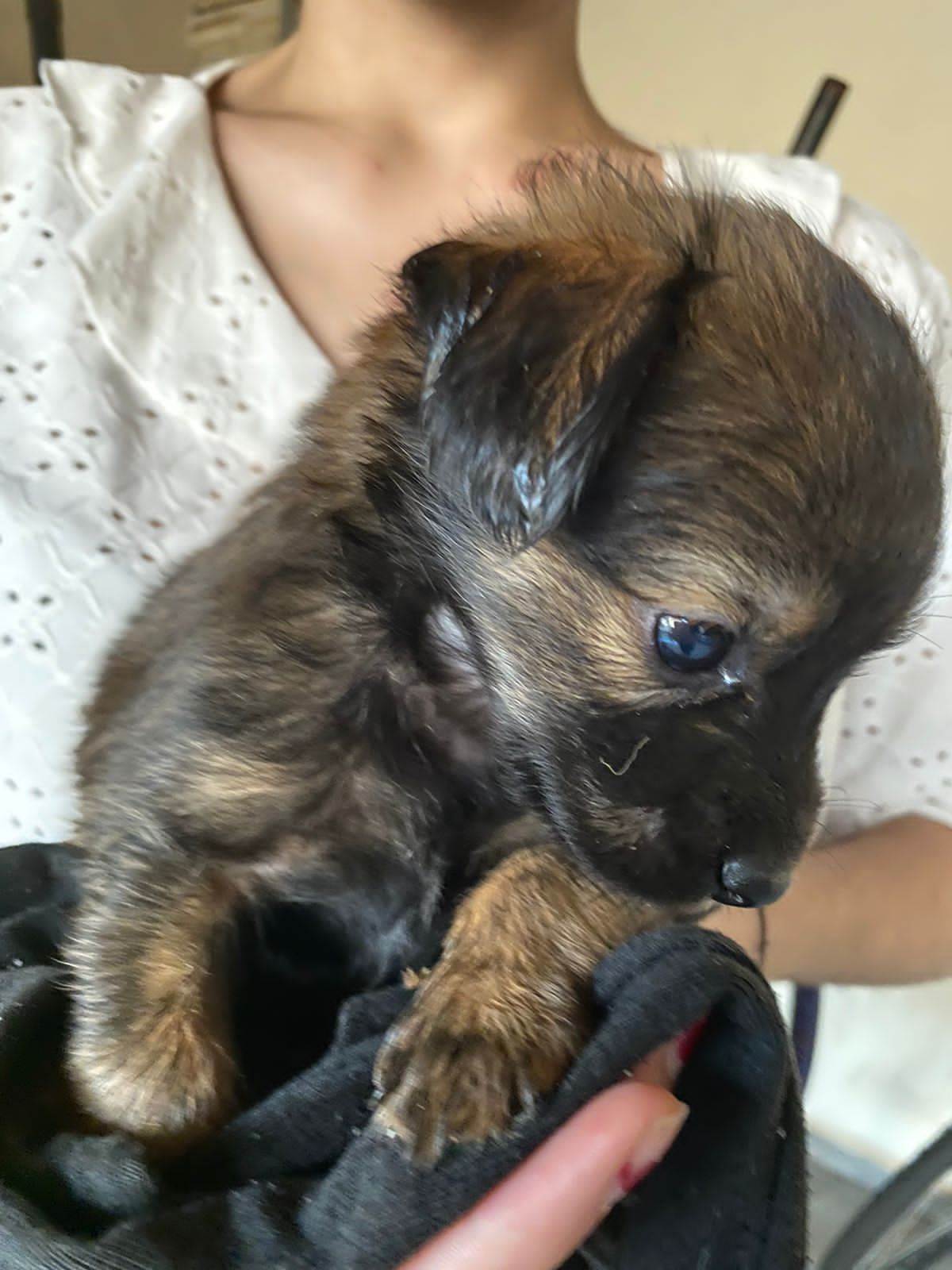 Adoção de Cachorro Campo Grande/MS | Filhote Marrom peludinho | Filhote | Raça SRD-ViraLata | tamanho Pequeno | foto 10