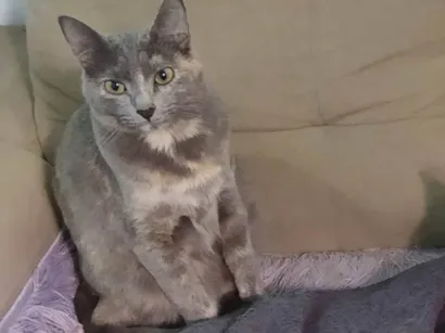 Gato SRD Pequeno 1-ano
