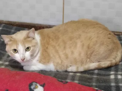 Gato SRD Pequeno 3-anos