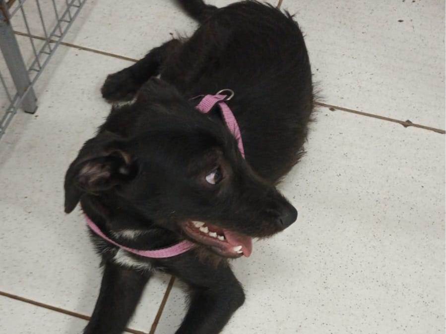 Adoção de Cachorro São Paulo/SP | Batata | 3 anos | Raça Srd | tamanho Médio