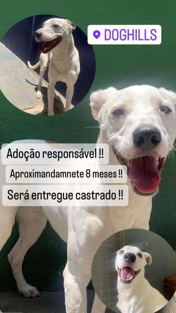 8 Meses  para adoção | foto 4