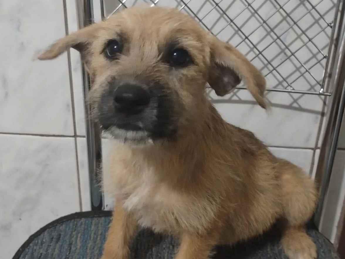 Adoção de Cachorro São Paulo/SP | sem nome | 2 a 6 meses | Raça SRD-ViraLata | tamanho Médio