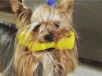 Cao Yorkshire Pequeno 3-anos