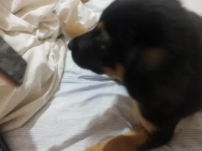 Cao Vira lata Medio 2-a-6-meses
