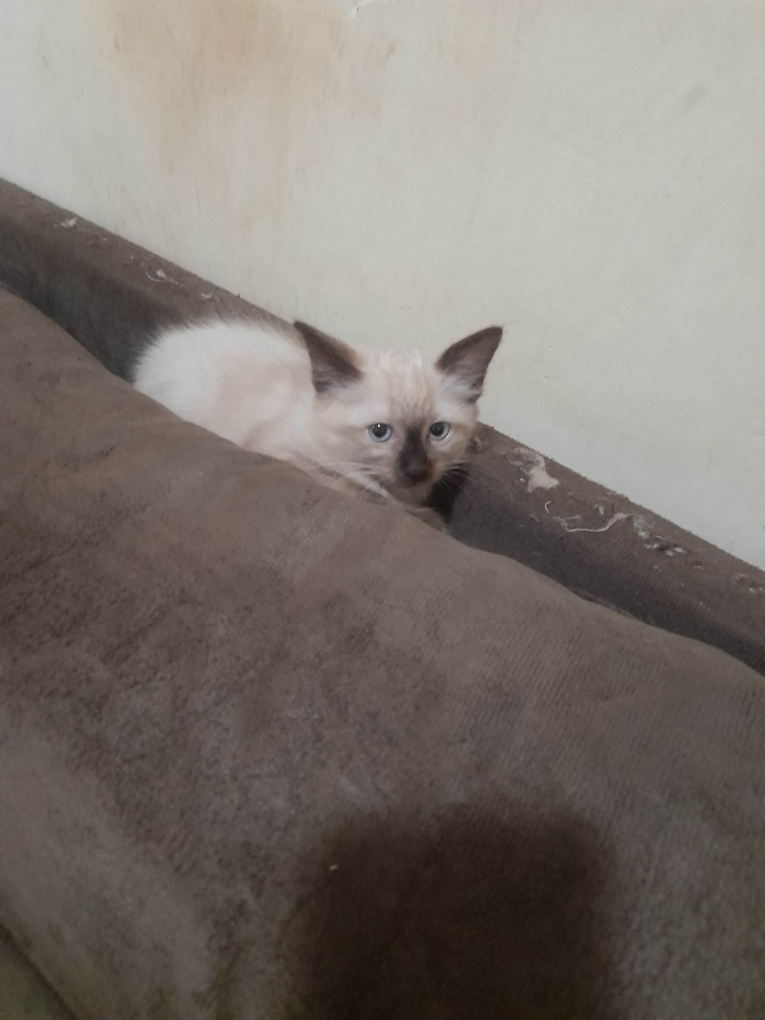 (CASO RESOLVIDO) Menina  para adoção | foto 2