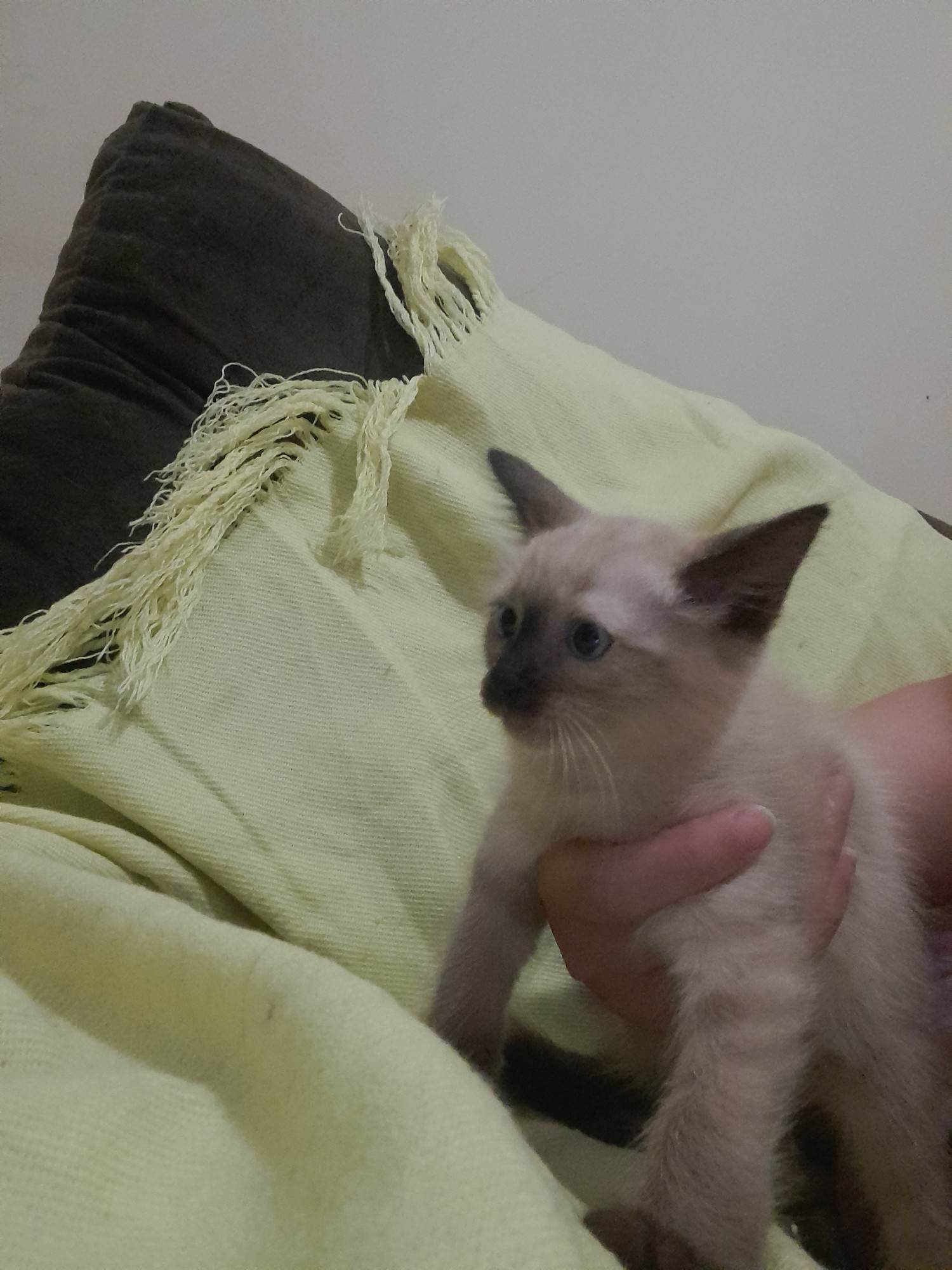 (CASO RESOLVIDO) Menina  para adoção | foto 4
