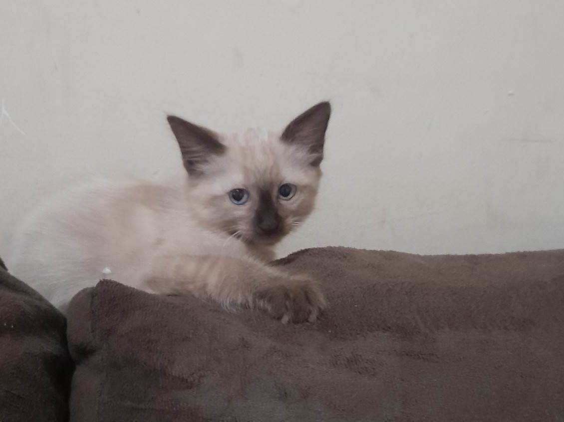 (CASO RESOLVIDO) Menina  para adoção | foto 5