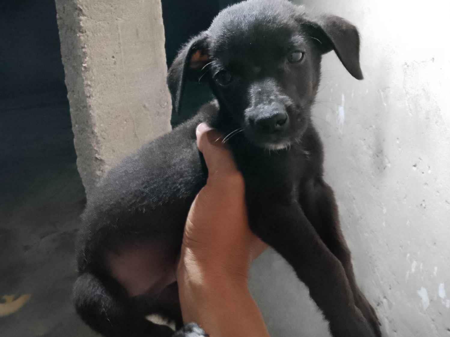 Adoção de Cachorro São Gonçalo/RJ | Sem nome  | 2 a 6 meses | Raça SRD-ViraLata | tamanho Médio