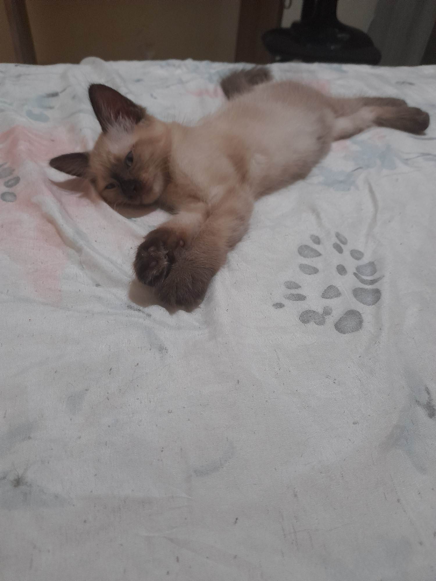 (CASO RESOLVIDO) Menina  para adoção | foto 6