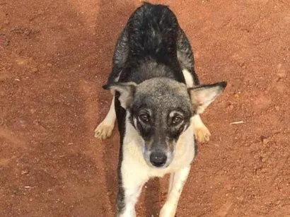 Cao SRD Pequeno Abaixo-de-2-meses