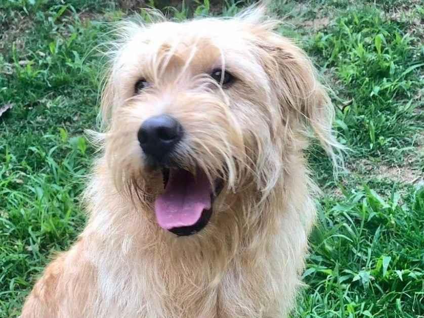 Adoção de Cachorro São Paulo/SP | Duquesa | 1 ano | Raça SRD-raiz | tamanho Médio