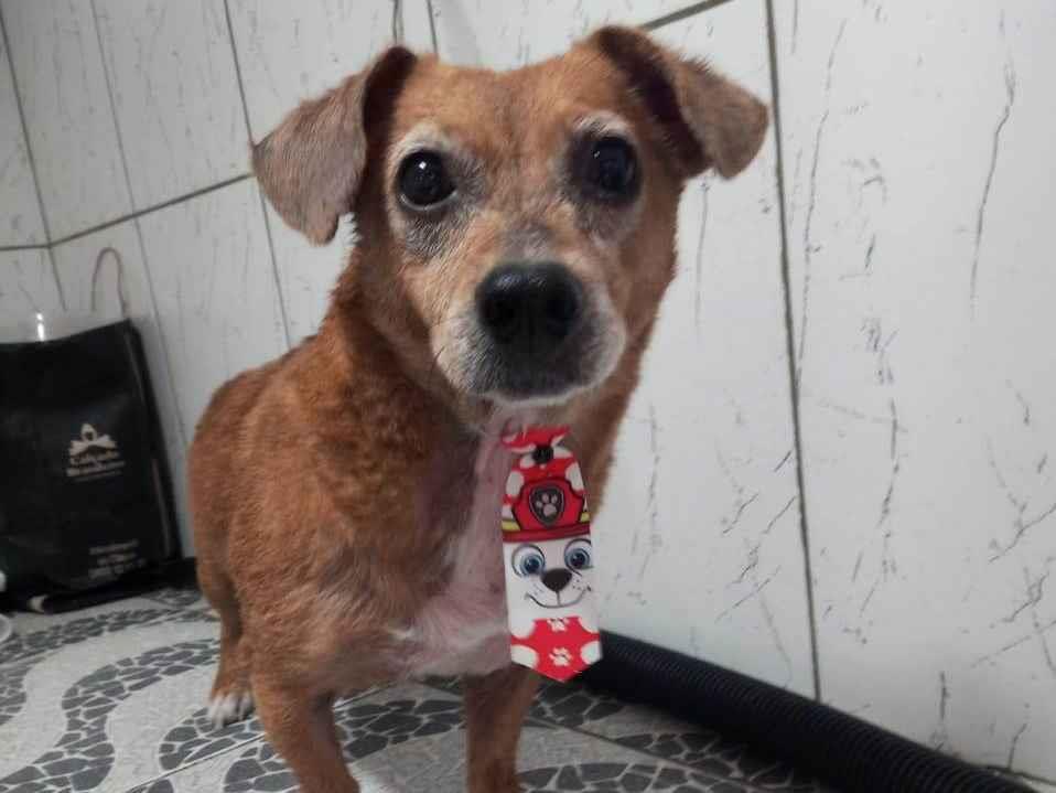 Adoção de Cachorro São Paulo/SP | Mimo | 3 anos | Raça Poodle | tamanho Pequeno