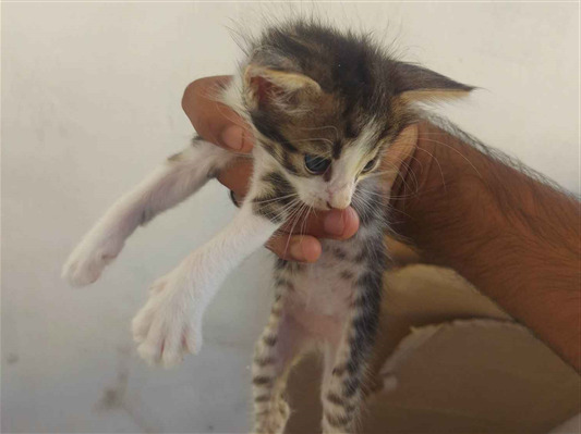 Gato Ciamês  Pequeno Abaixo-de-2-meses