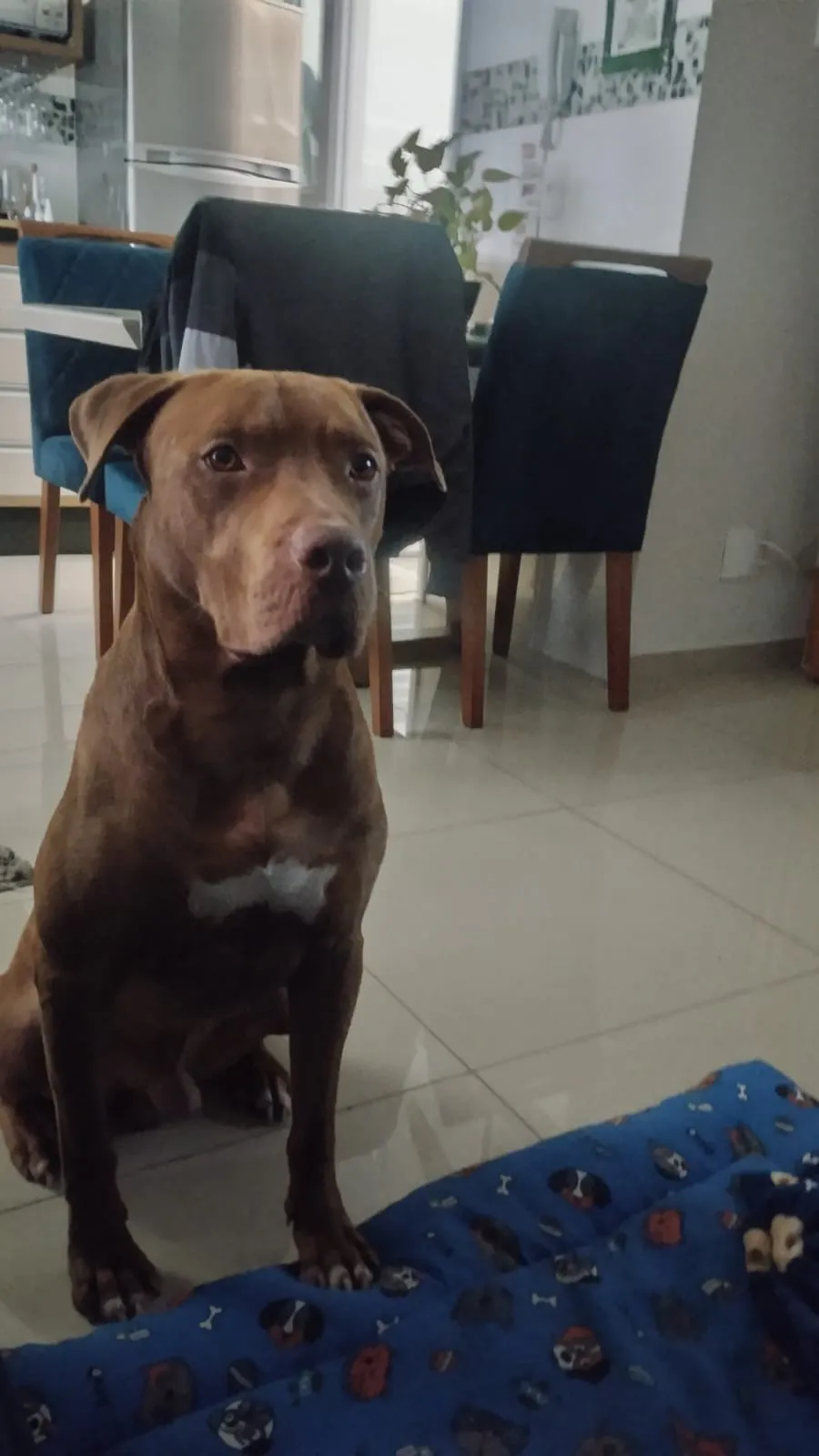 Adoção de Cachorro São Bernardo do Campo/SP | Frank | 4 anos | Raça Pit-Bull | tamanho Grande | foto 2