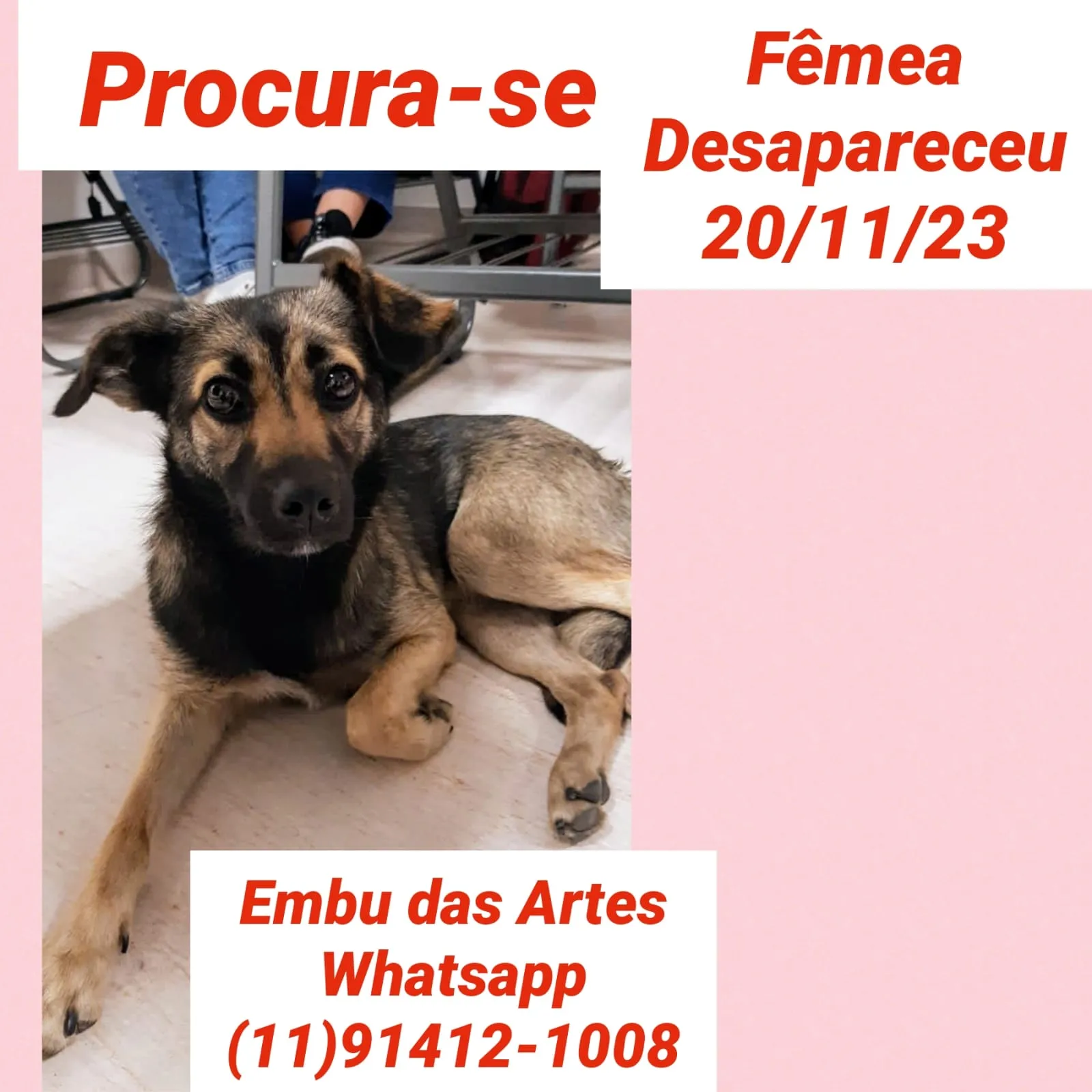 Procura-se esse Cachorro São Paulo/SP | Meg | 7 a 11 meses | Raça SRD-ViraLata | tamanho Médio | foto 2
