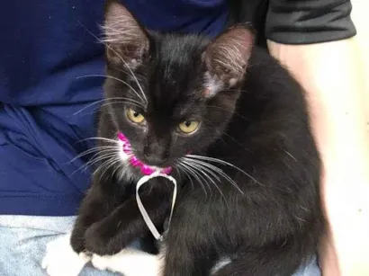 Gato SRD-ViraLata Pequeno 2-a-6-meses